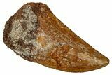 Serrated Raptor Tooth - Real Dinosaur Tooth #332910-1